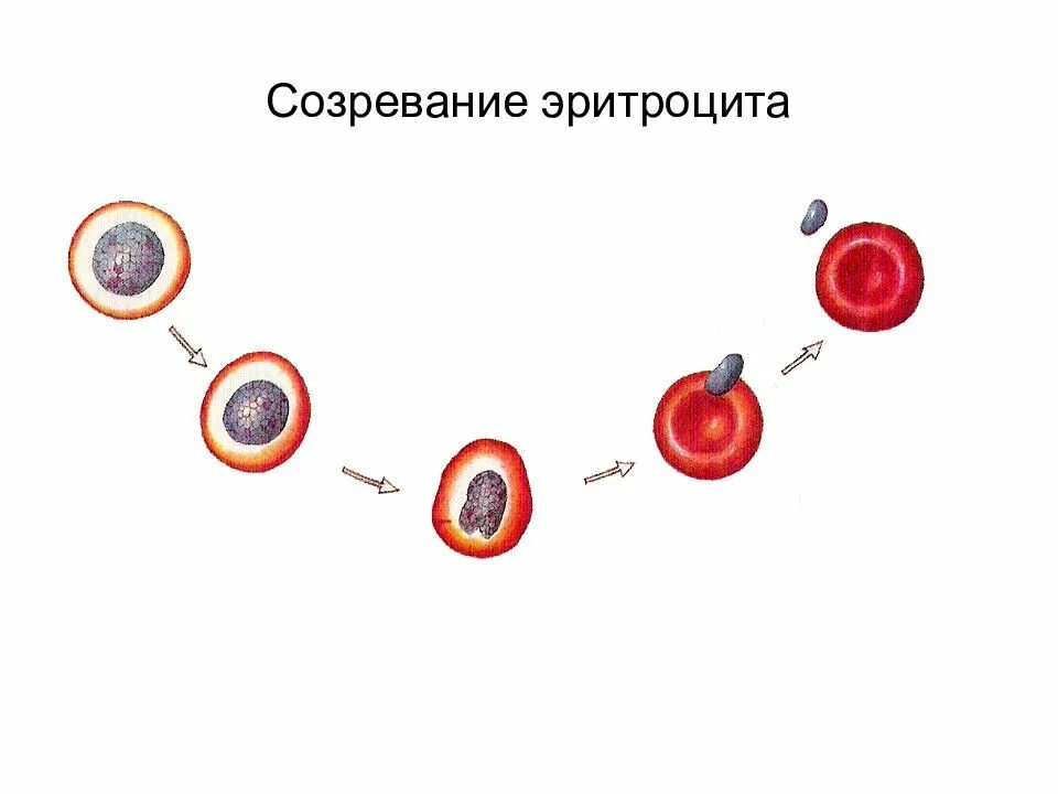 Размножение эритроцитов. Схема развития эритроцитов. созревание эритроцита схема. стадии созревания эритроцитов. процесс созревания эритроцитов.