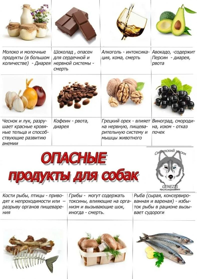 Можно собаке давать фрукты. Список запрещенных продуктов для собак. Что нельзя есть собакам список. Запрещенные овощи для собак. Список опасной еды для собак.