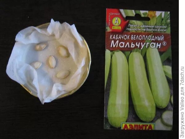 Как быстро прорастить кабачки. Семена кабачка. прорастить семена кабачков. замоченные семена кабачков. семена кабачков проращивание.