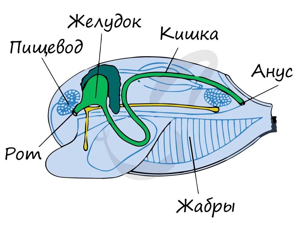 Моллюски имеют сердце. Пищеварительная система двустворчатых моллюсков рисунок. Строение пищеварительной системы двустворчатых моллюсков. Пищеварительная система двустворчатых моллюсков схема. Двустворчатые маллюски пищеварительная сис.
