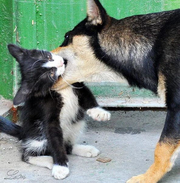 Котенка душат. Драка кошки и собаки. Кот и собака дерутся. Кошка с собакой дерутся. Коты драка с собакой.