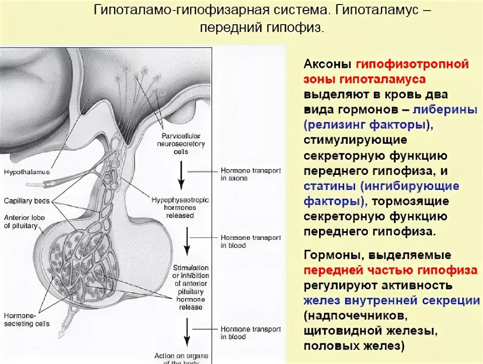 Гипоталамо гипофизарная система функции. Гипоталамо-гипофизарная система схема. Гипоталамо-гипофизарная система схема гистология. Гормоны гипоталамо-гипофизарной системы. Гипоталамо гипофизарная система ее функции физиология.