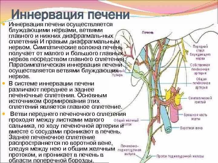 Анатомия печени кровоснабжение иннервация. Блуждающий нерв анатомия иннервация. Иннервация желчного пузыря анатомия. Срединный нерв анатомия иннервация.