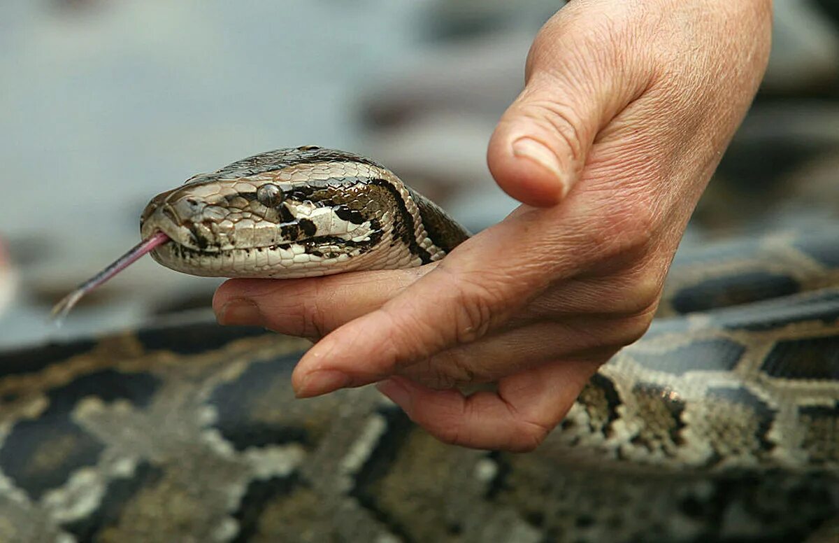 Удав обыкновенный boa Constrictor. Удав ареал. Прирученная змея. Домашние змеи. Ресурс удава