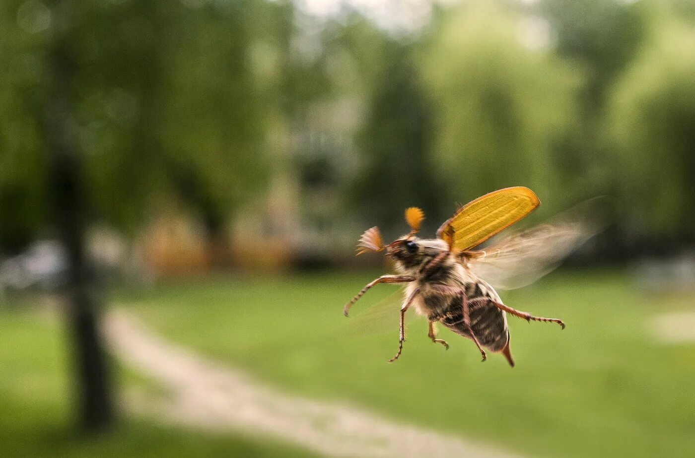 хрущ майский летает. хрущ майский летает. майский жук (летающая вертушка). майский хрущ крылья. ночные летающие насекомые.