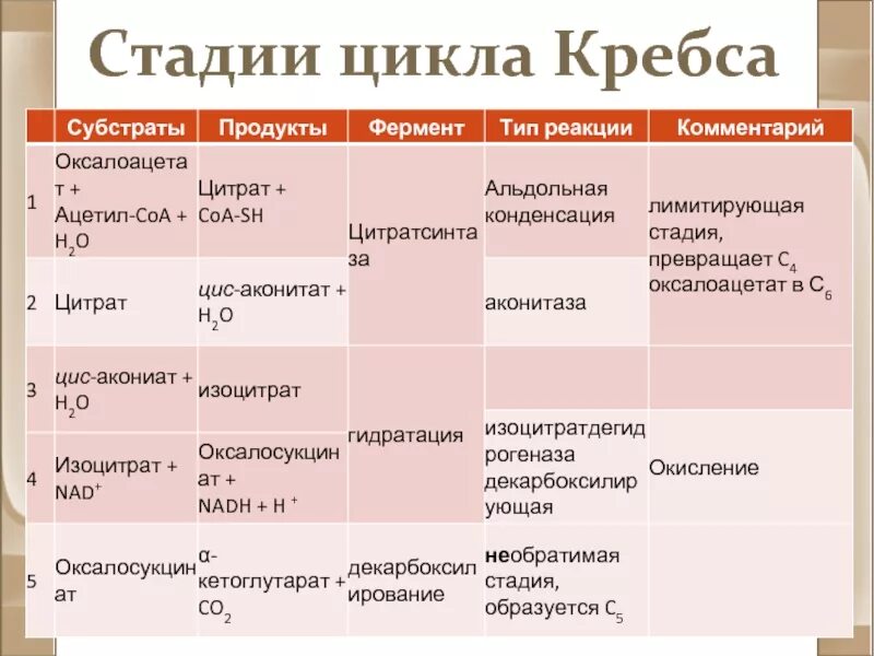 2 реакция цикла кребса