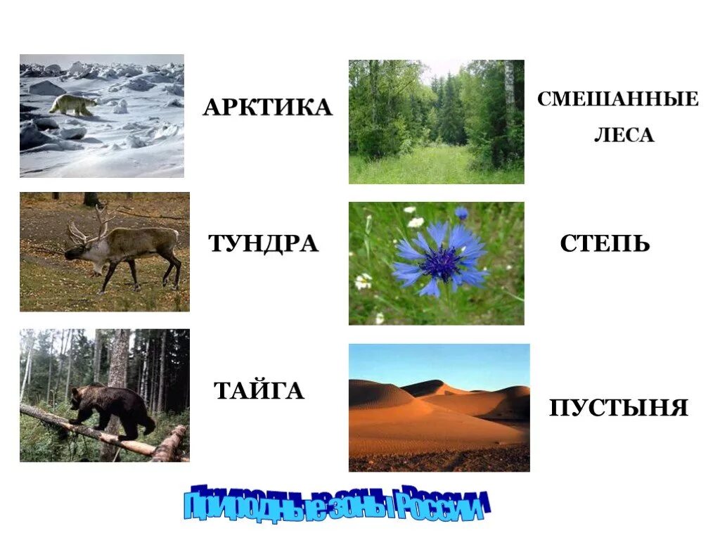 Сравнение тундры и степи. Природные зоны тундра Тайга степь. Природные зоны тундра Тайга степь пустыня. Природная зона степи тундры пустыни Тайга. Арктика тундра Тайга степь пустыня \.