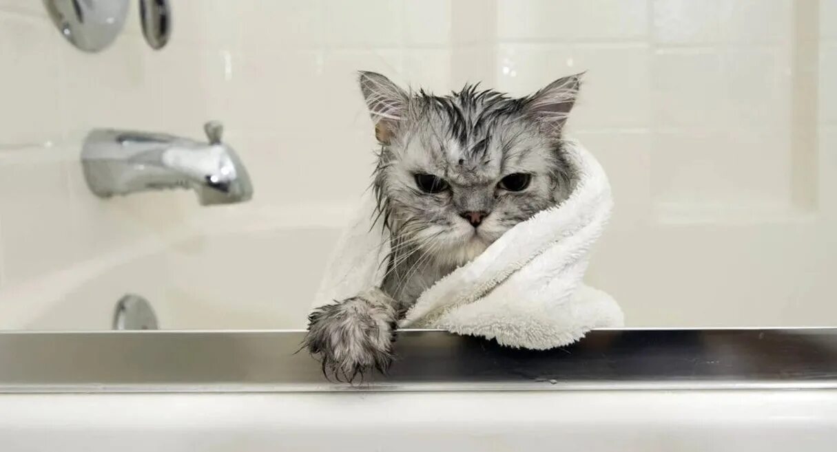 Мокрый кот. Мокрая кошка. Кошка моется. Мокрый котенок милый. Кот после купания