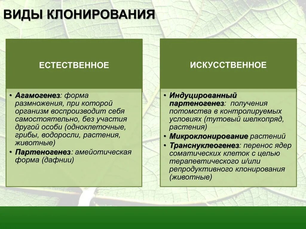 Как делают клонов. Виды клонирования. Естественное клонирование. Виды клонирования таблица. Виды клонирования биология.