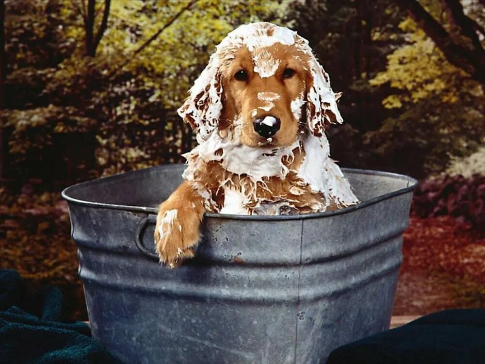 Сколько раз мыть собаку. Собака купается. Мытье собаки. Собака в тазике. Кокер спаниель моется.