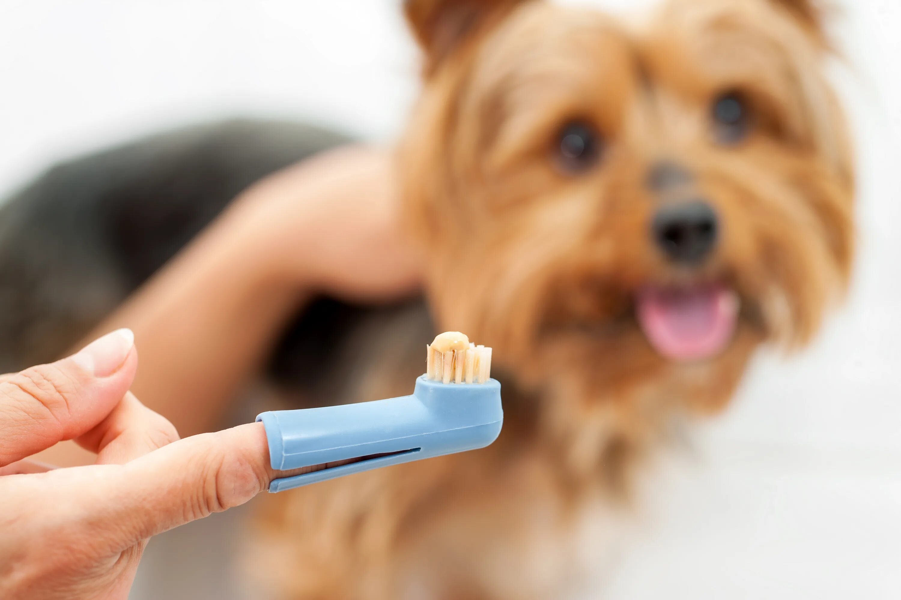 Включи видео как ухаживать за. Зубная щётка для собак. Гигиена собак. Животные с зубной щеткой.