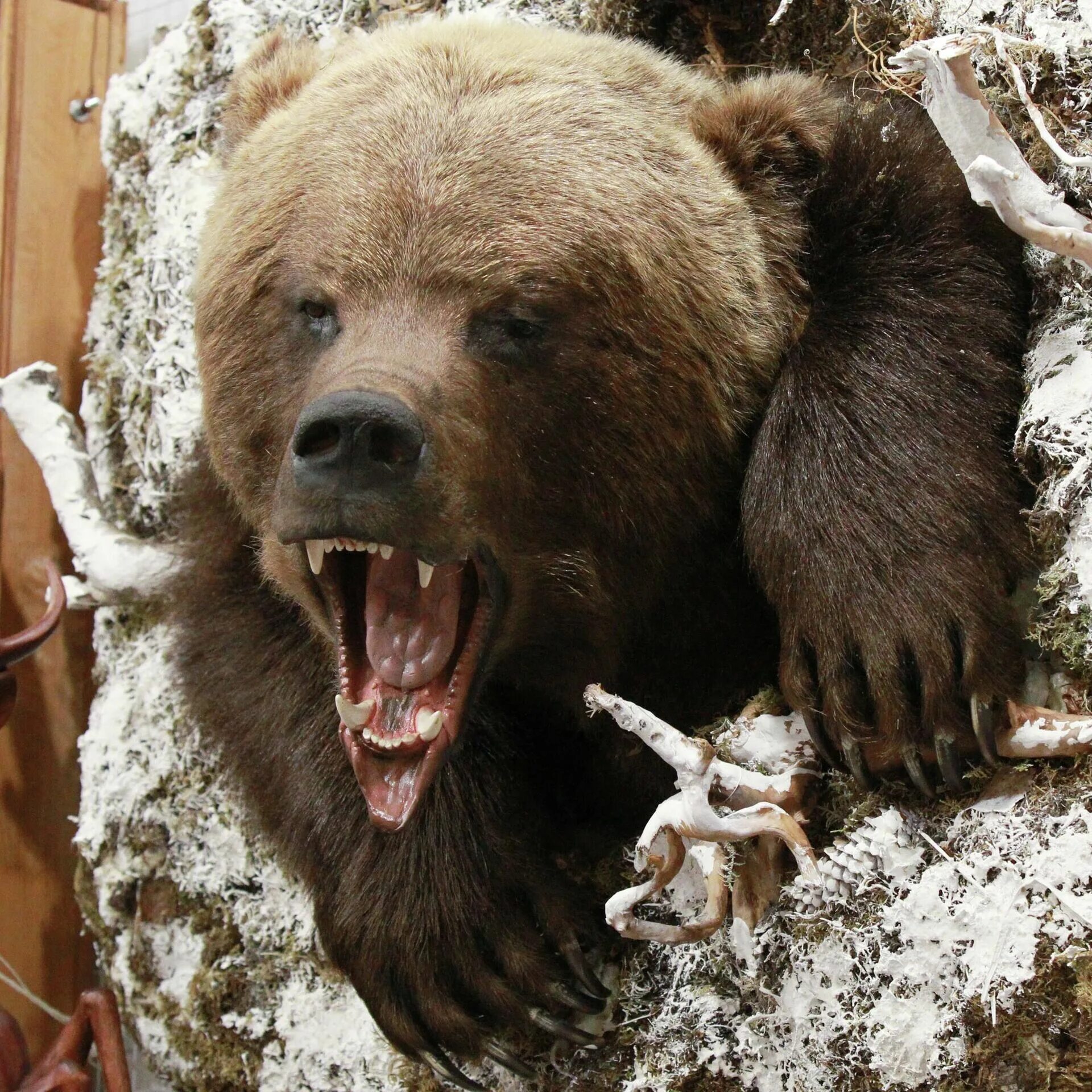 Медведь. Медведь Россия.