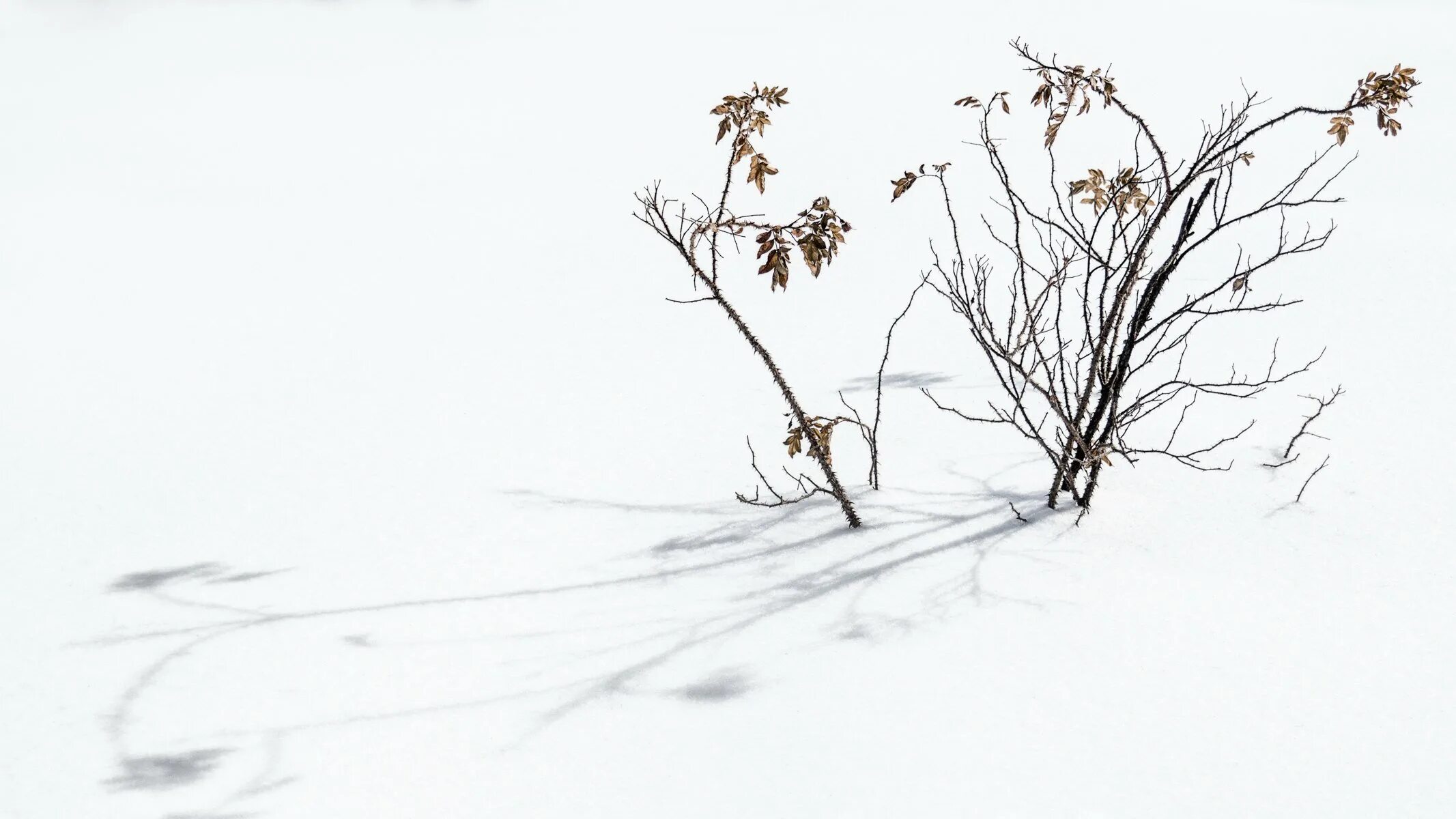 Травинка в снегу. Сухая трава в снегу. Травинка под снегом. Сухие ветки в снегу.