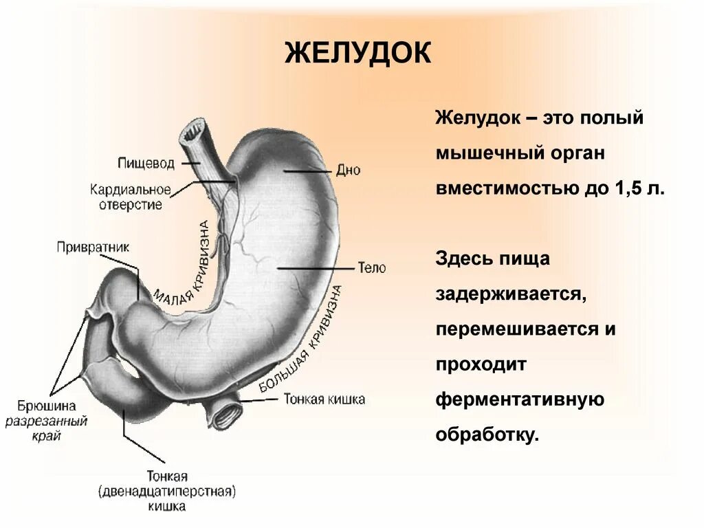 Желудок строение и функции анатомия. Анатомические структуры желудка. Пищеварительная система желудок. Желудок функции Анатомическое строение.