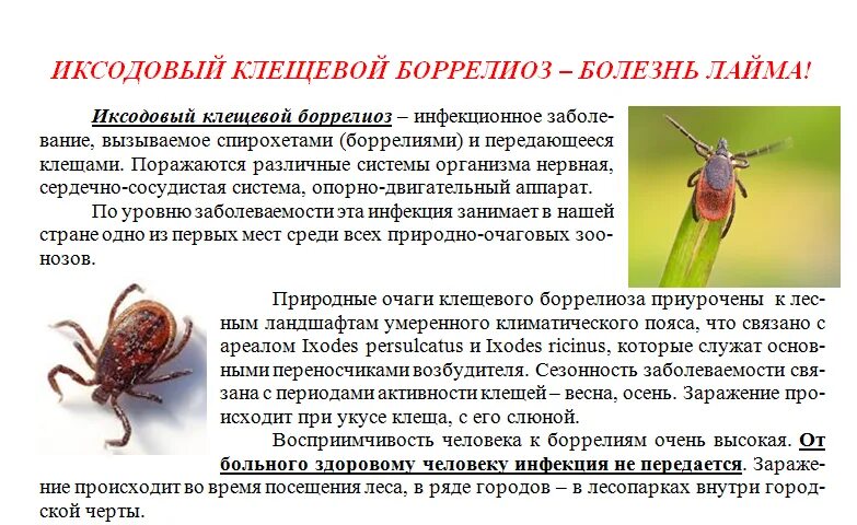 Откуда у клещей боррелиоз. Клещи боррелиоз и энцефалит. Лайм боррелиоз кожные поражения. Иксодовый клещевой боррелиоз этиология эпидемиология. Иксодовый клещевой боррелиоз.