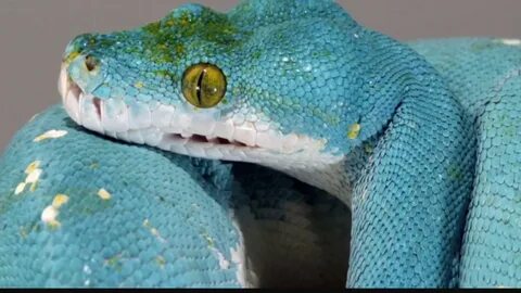 Python frozen