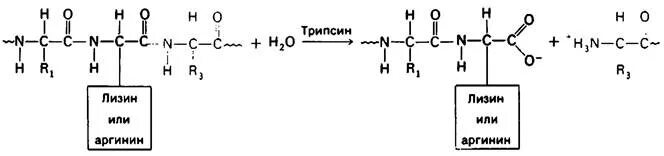 Расщепление белков до полипептидов. Реакция катализируемая трипсином. Трипсин структура белка. Формула трипсина химия. Трипсин фермент формула.