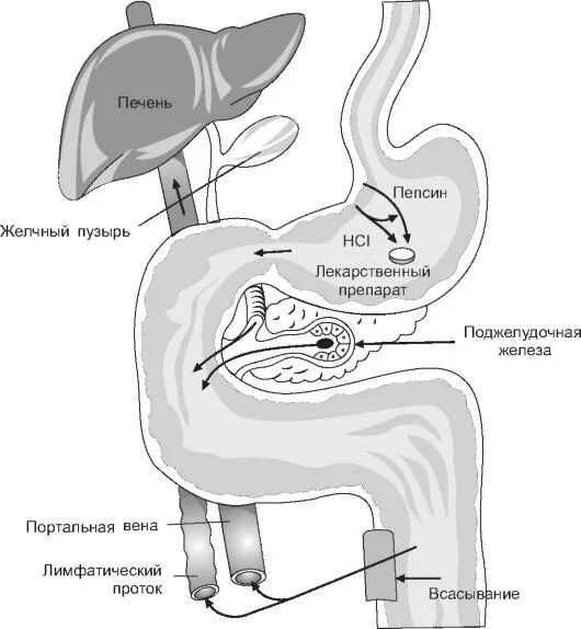 Прохождение через печень. Всасывание лекарственных средств через ЖКТ. Путь всасывания препаратов. Всасывание лекарств схема. Схема всасывания лекарственных веществ.