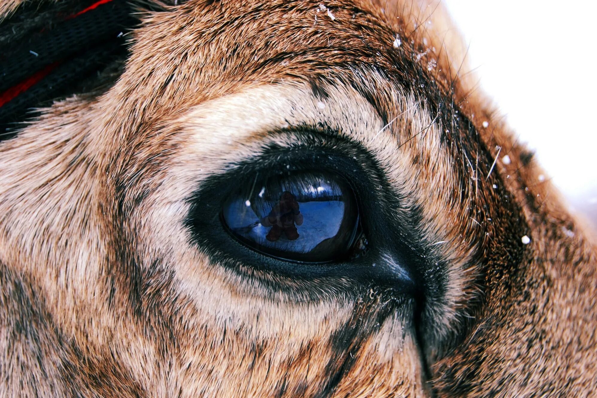 зрачки козы. кошачий глаз. сурен манвелян глаза животных. макросъемка глаза животных. животные с хорошим зрением.