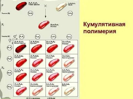 Закономерности наследования неаллельных генов