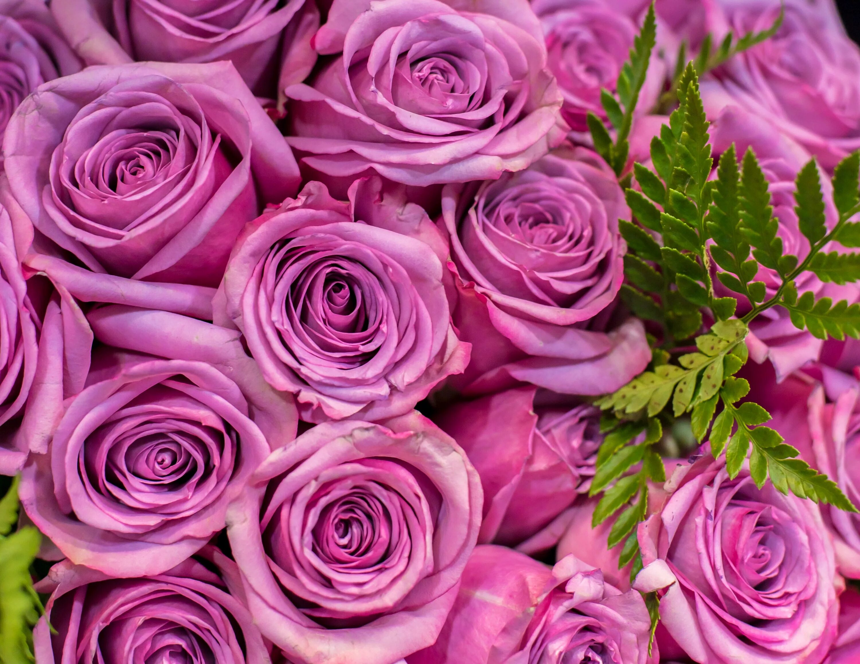 4 розочки. Розы фон. Фиолетовые розы букет.