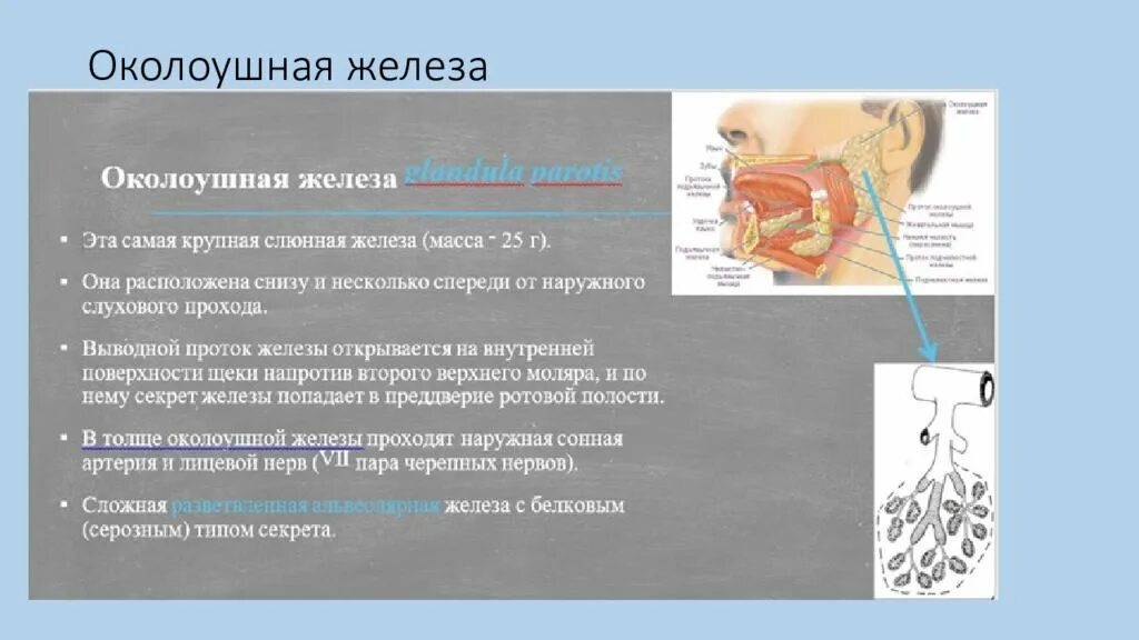 Слюнные железы физиология. Бартолиниевы железы анатомия. Отростки околоушной железы.