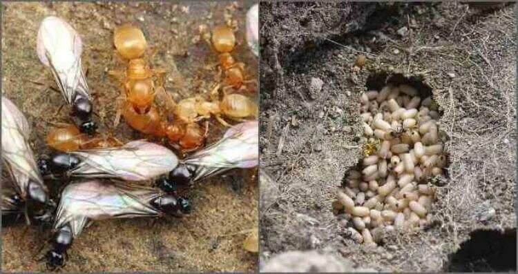 Борная кислота и муравьи. Муравьи на приусадебном участке. Борьба с муравьями на садовом участке. Муравейник в огороде. Средство от муравья на даче