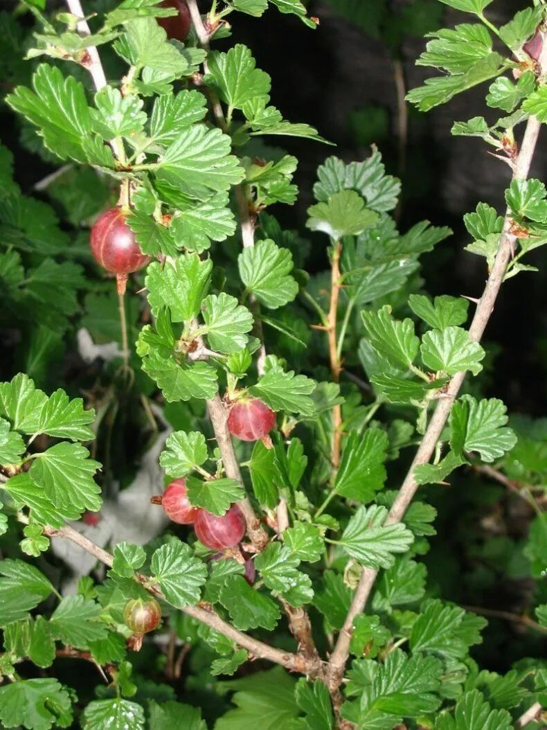 Крыжовник кустарник. Крыжовник (ribes grossularia `командор`). крыжовник куст. дикий крыжовник. крыжовник сириус.