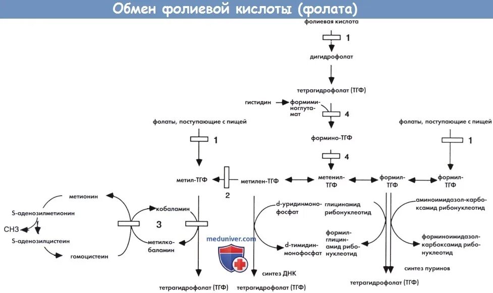 Обмен фолиевой кислоты