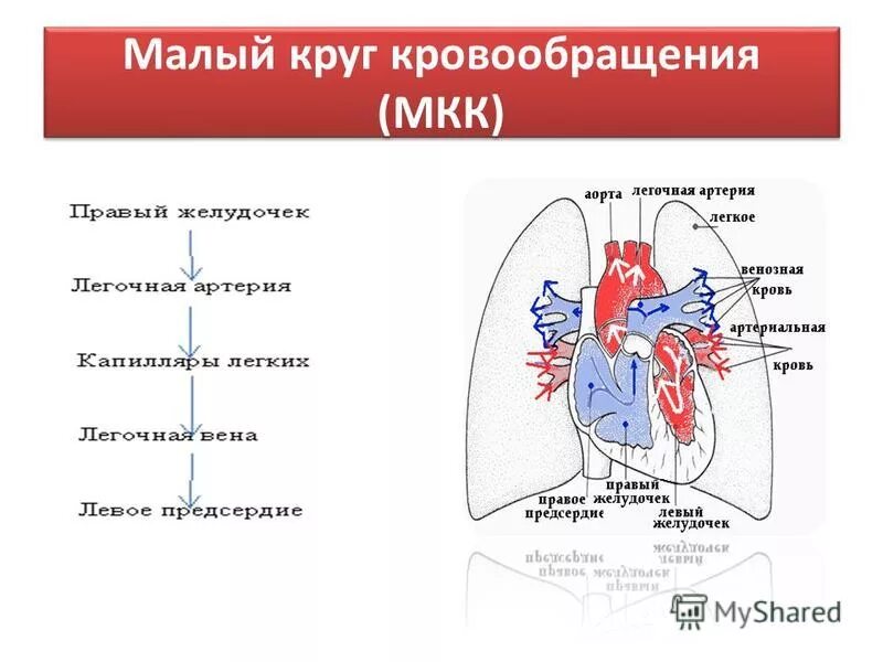 Легочный круг кровообращения заканчивается. Малый круг кровообращения схема кровотока. Малый легочный круг кровообращения схема. Схема малого круга кровообращения. Схема малого круга кровообращения (лёгочного).