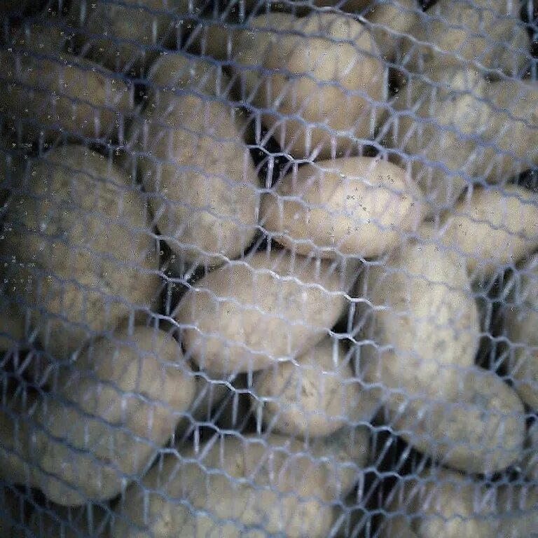 Килограмм картошки стоит 40 рублей. Картофель в сетке 2 кг. Фасовка картофеля в сетки. Картофель в сетке 25 кг. Картофель в сетке Пятерочка.