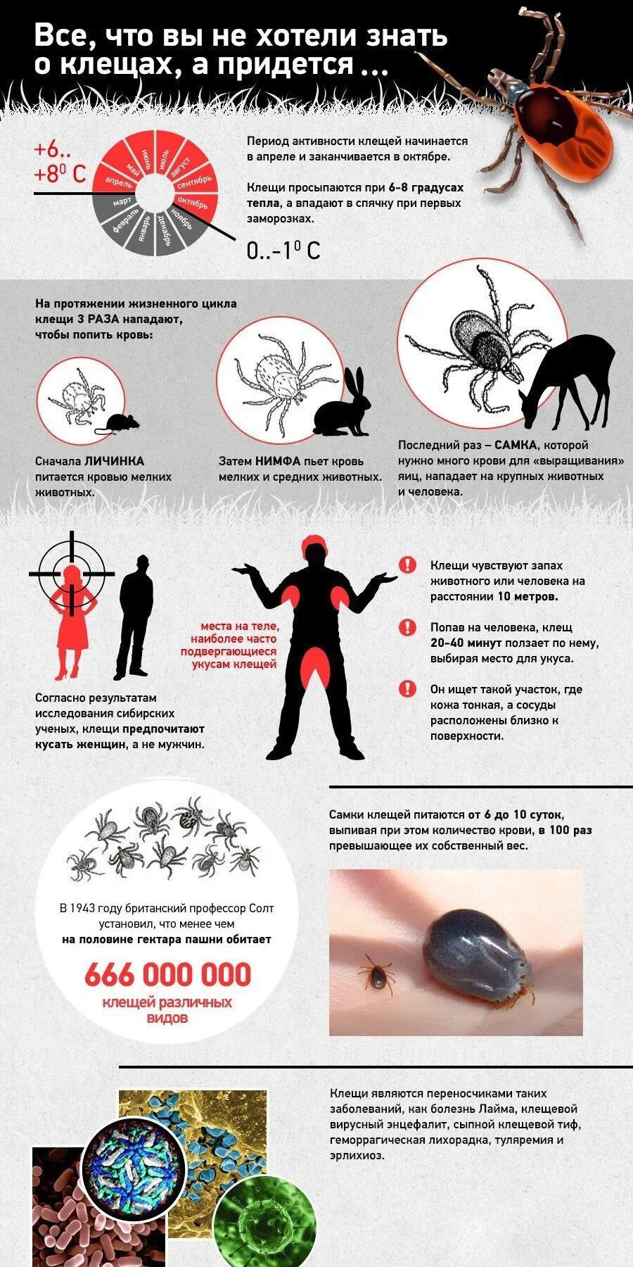 Клещи какого пола питаются кровью человека переносчиком. Клещевой энцефалит инфографика. Период активности клещей.