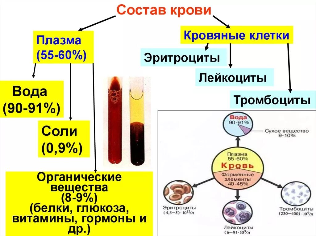 Витамины в плазме крови