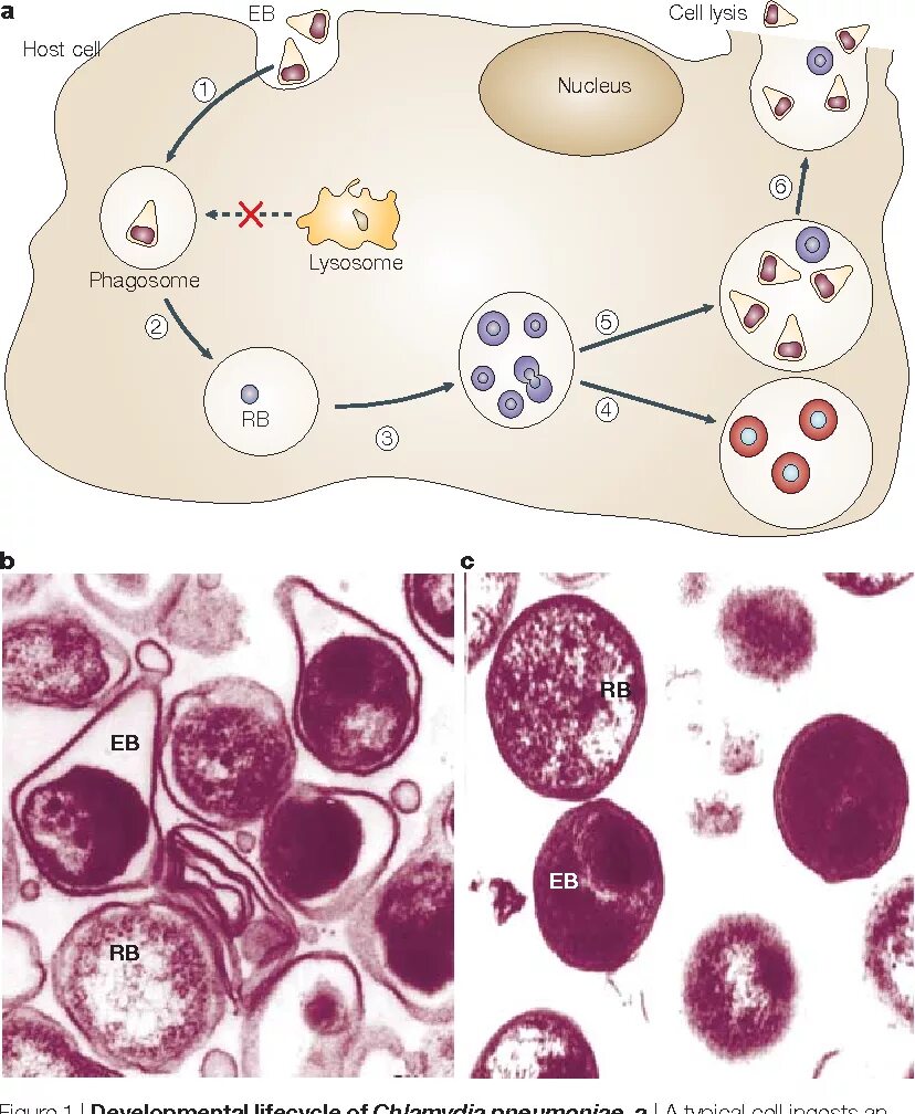 Хламидия 5. Chlamydia trachomatis микробиология. Chlamydophila pneumoniae морфология. Хламидия микробиология морфология. Chlamydia pneumoniae микробиология.