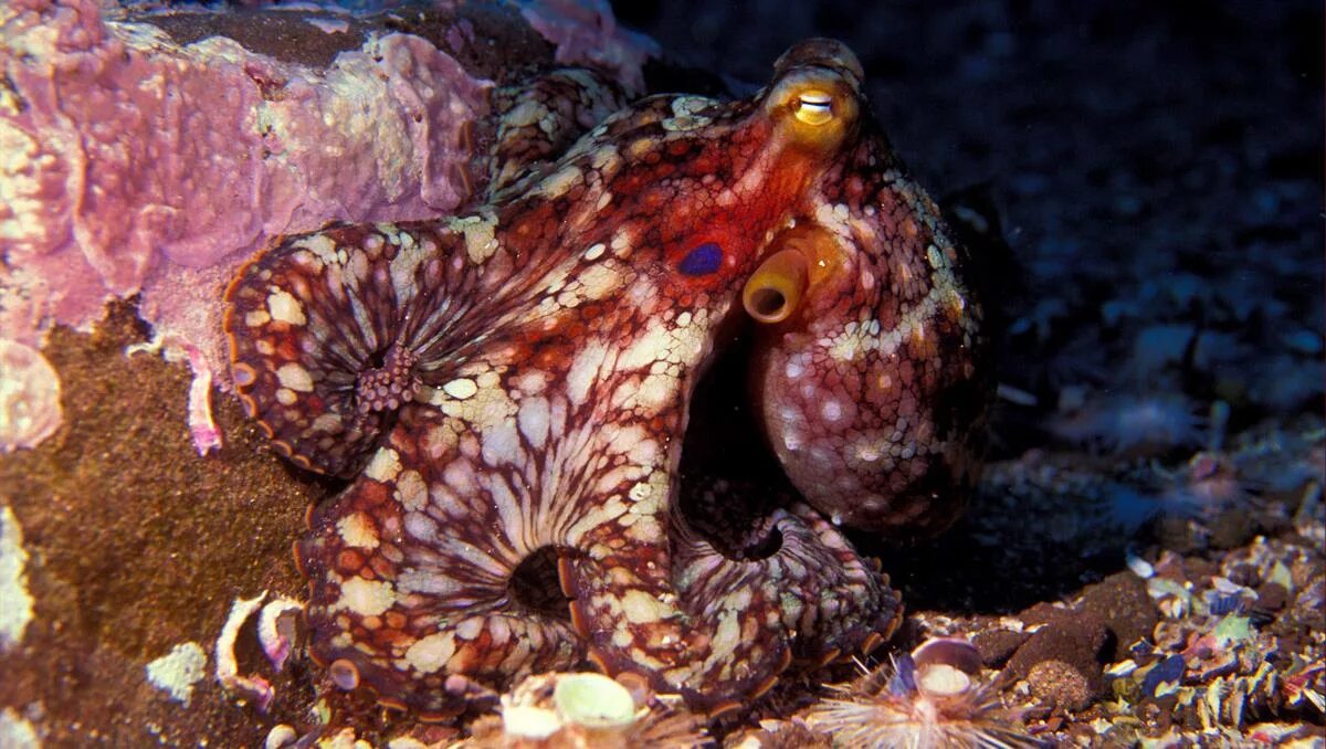 Синекольчатый осьминог. Ядовитый Синекольчатый осьминог. Amphioctopus marginatus. Калифорнийский двупятнистый осьминог.