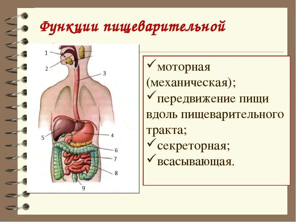 Функции пищеварительного канала и пищеварительные железы. Строение пищеварительной системы биология. Пищеварительная система это система органов 8 класс. Пищеварительная система 8 класс биология. Функции пищеварительной системы анатомия.