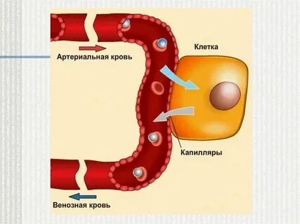 В какой ткани происходит газообмен