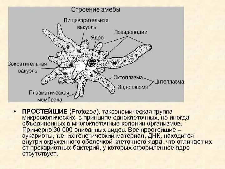 Пищеварительная вакуоль рисунок. Амеба гребенчатая строение. Дизентерийная амеба строение. Строение амебы микробиология. Функция эндоплазмы у амебы.