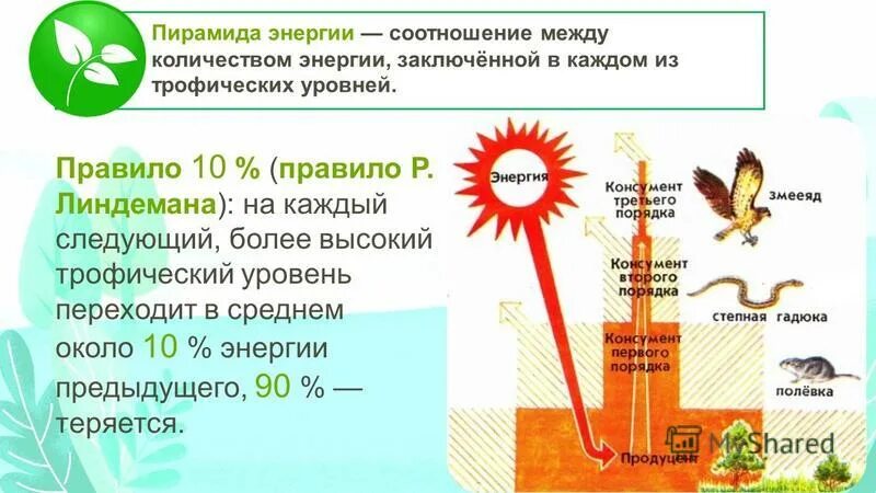 На каждый последующий уровень переходит энергия. Трофические уровни энергия. правило линдемана экология. трофический уровень стрекозы. величина энергии на трофических уровнях.