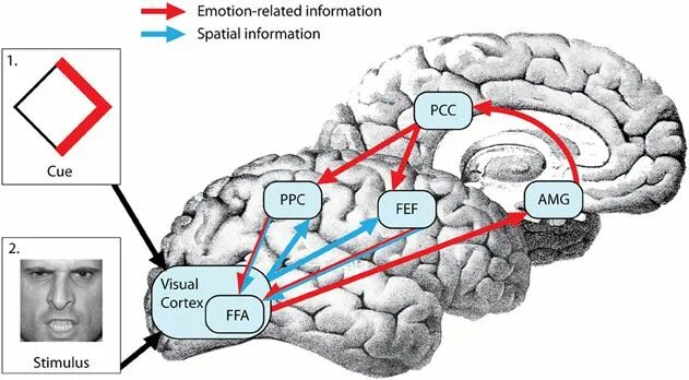 Brains down. Мозг механизм. Внимание мозг. Журнал Frontiers in Neuroscience. Brain down перевод.