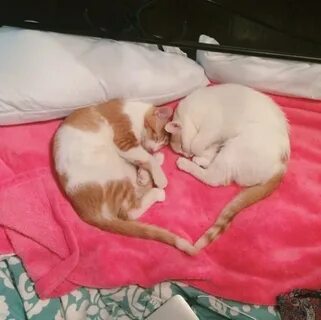 2 кота 2 хвоста