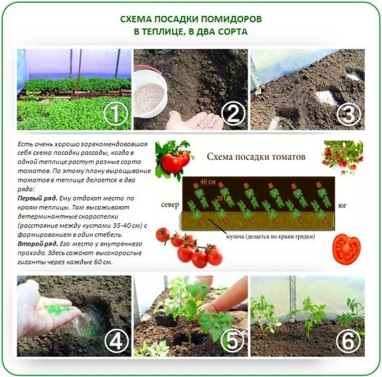 Сколько кустов томатов можно посадить. Схема посадки низкорослых томатов. Схема посадки томатов на рассаду. Схема посадки рассады низкорослых помидор. Высадка рассады томатов схема.