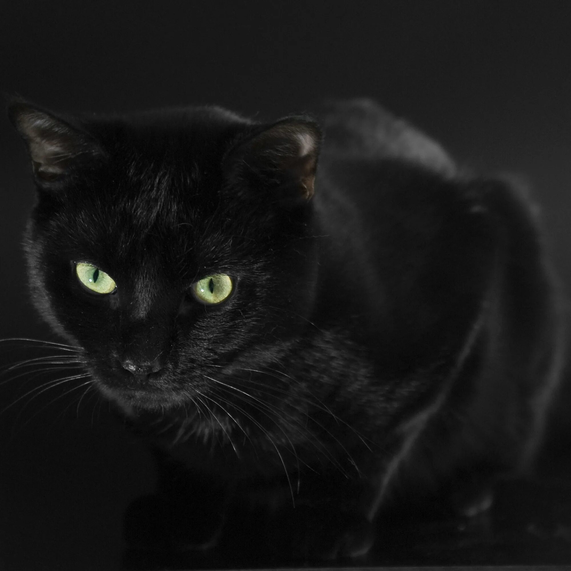 Черные любой. Черная кошка. Черный. Черевй. Терный.