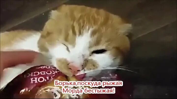 Боря отдам. Кот боря отдай булку. кот борька. жадный кот боря.