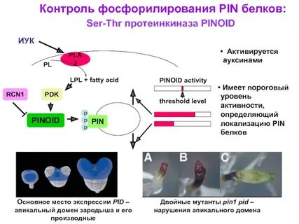 Фосфорилирование протеинкиназ