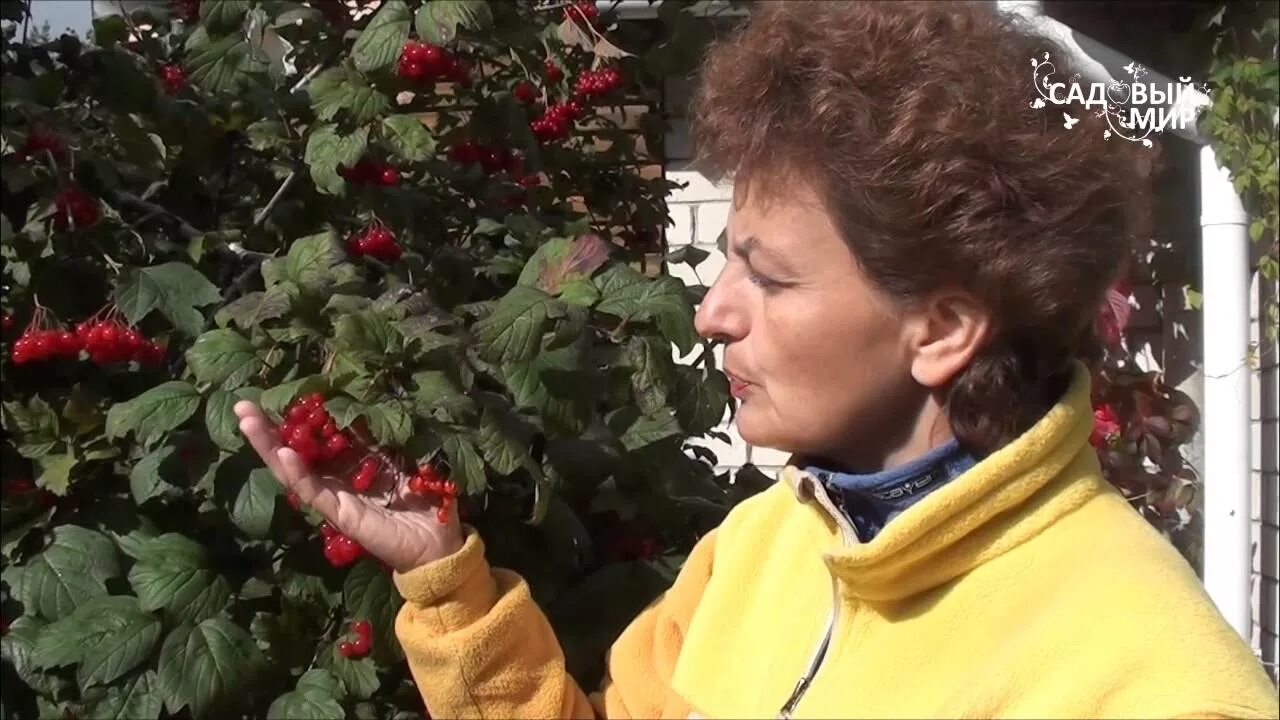 Садовый мир с натальей петренко. Садовый мир уход. Тетя таня выкапывание лилий. Садовый мир с натальей петренко. Садовый мир с натальей петренко.
