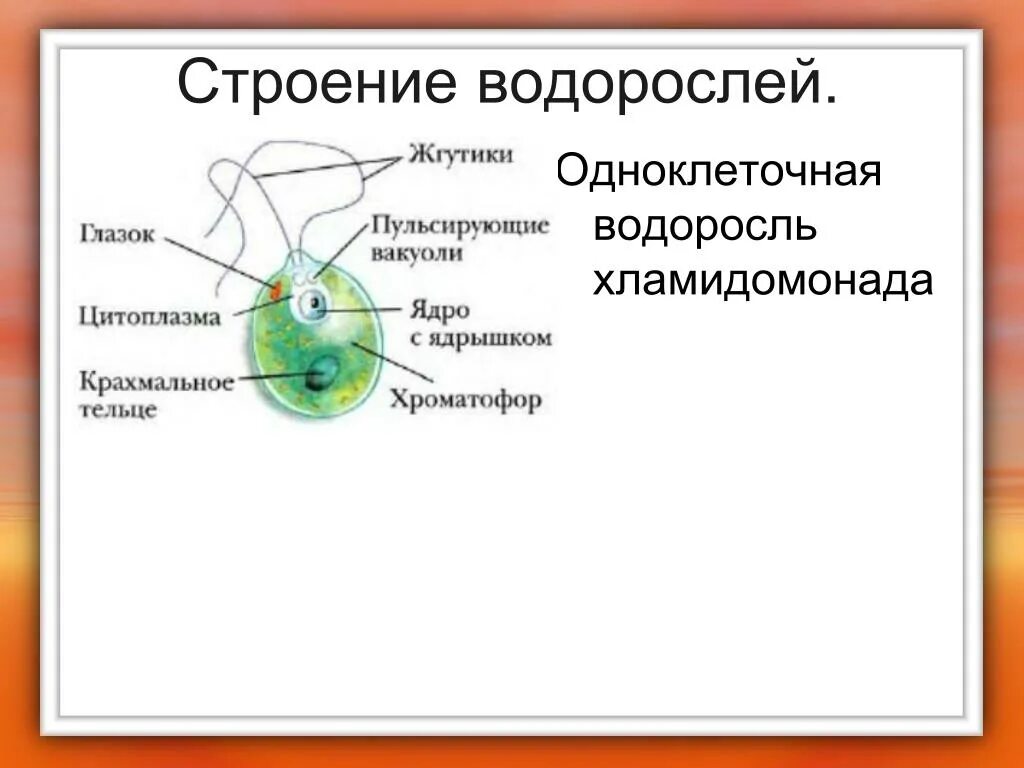 Основные элементы строения хламидомонады. Строение водоросли хламидомонады. строение одноклеточной водоросли хламидомонады биология 6 класс. строение одноклеточных водорослей. строение водорослей 6 класс биология.
