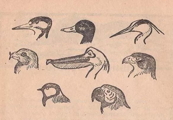 Разнообразие клювов. Клювы птиц. Разная форма клювов. Клюв птицы рисунок. Клювы и лапы птиц для детей.