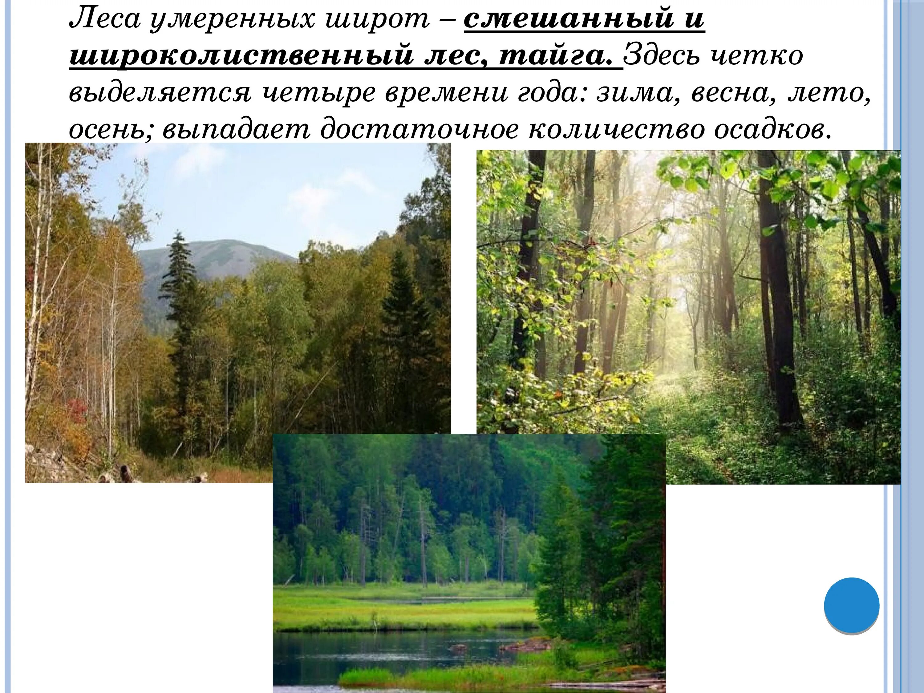 Зона лесов смешанные широколиственные. Зона зона смешанных и широколиственных лесов России. Природная зона широколиственных лесов России. Смешанные леса и широколиственные леса природная зона.