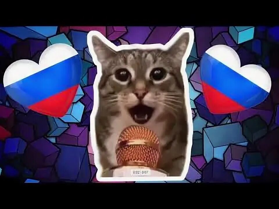 Рыжий кот подпевает. Кот поёт раша держава наша. Кот поёт раша держава наша. Рыжий кот подпевает. Видео кот поет наша раша держава наша.